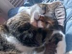 寝転がる猫